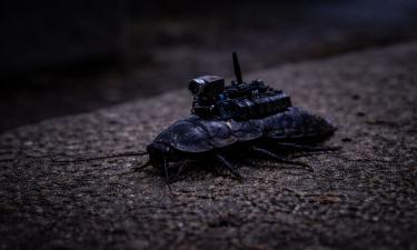 Немецкие военные тестируют тараканов с камерами — директор Стефан Вильгельм