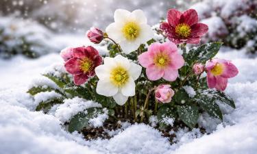 Камелия цветет в середине зимы в открытом грунте — ouest-france