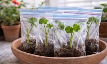 Герань даст вдвое больше цветов: простой зимний способ укоренения без хлопот