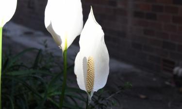 Листья лилии скручиваются при переувлажнении и жаре — агрономы