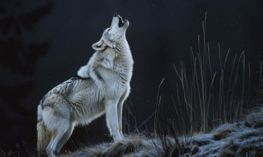 Когда человек опаснее хищника: что волки думают на самом деле, когда видят нас