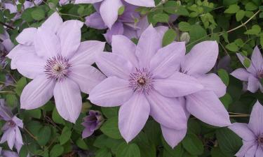 Как клематис преобразит ваш сад и террасу