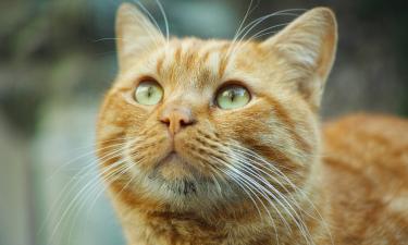 Мутация гена окраса может менять темперамент кошки — National Geographic