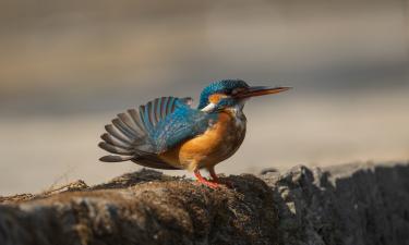 В парках Санкт-Петербурга перед крещенскими морозами заметили зимородка