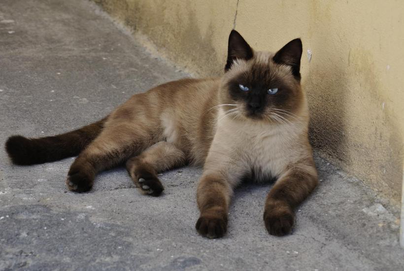 Сиамская кошка Сиамская кошка