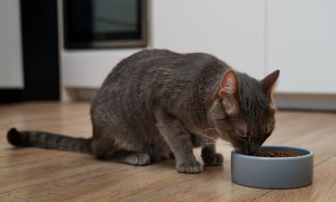 Какие продукты исключить из рациона питомца при проблемах с ЖКТ