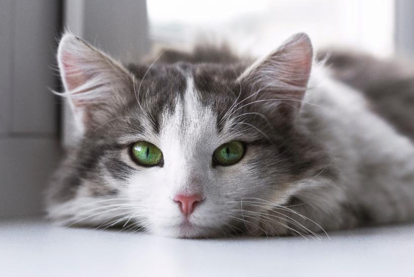 Кот