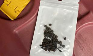 Жителям Вирджинии прислали семена неизвестного происхождения