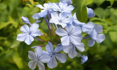 Как с помощью плюмбаго превратить унылый участок в цветущий рай