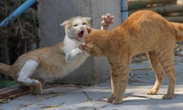 Исследование в Бразилии показало, от чего зависит агрессия у животных