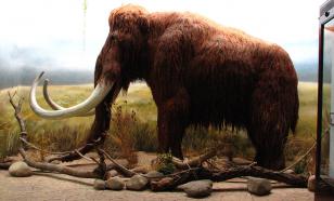 Учёные рассказали, откуда в Якутии взялось "кладбище мамонтов"