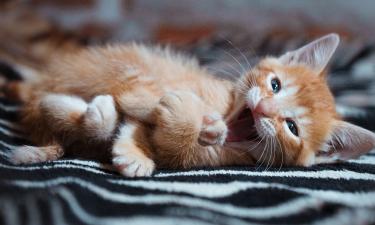 Уютное гнёздышко и молоко по часам: как вырастить щенка или котёнка, оставшихся без мамы