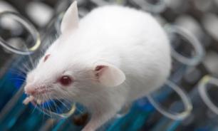 Создан новый штамм коронавируса, способный поражать мышей