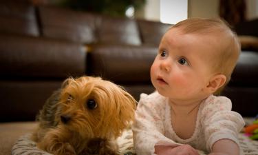 Учёные выяснили, что некоторые собаки способны учить новые слова, слушая разговоры