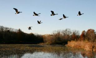 Эскорт-услуги французского орнитолога