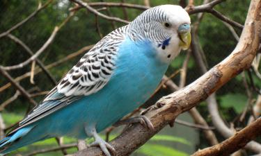 Ваш попугай — маленький манипулятор: разгадываем скрытые мотивы повторений