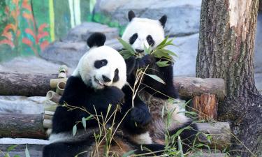 Гигантские панды применяют ветки как орудия — Current Biology