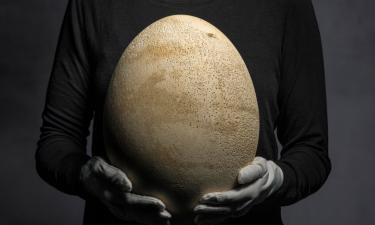 Яйца эпиорнисов проплыли 6400 км через океан — National Geographic