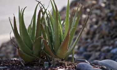 Алоэ вера освежает воздух в помещениях по данным Ciceksel