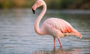 Фламинго засасывают пищу со дна с помощью движений головы и лап