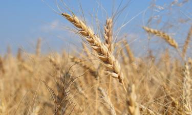 Южная Корея всё чаще выбирает российское зерно — объёмы поставок вышли на новый уровень