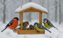 Добро с побочкой: чем горожане массово травят птиц, думая, что спасают их от холода