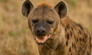 Матриархат со смертельным исходом: почему первые детёныши гиен всегда умирают