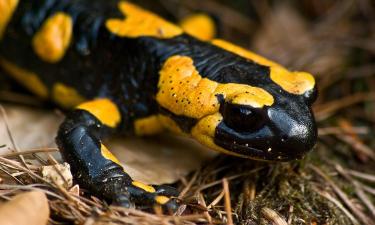 18 пальцев с кровью: у этой саламандры есть секрет, которого нет у других амфибий