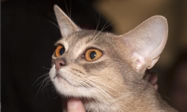 Зачем нужна собака, если есть эти кошки: породы, которые ходят хвостиком и ждут у двери