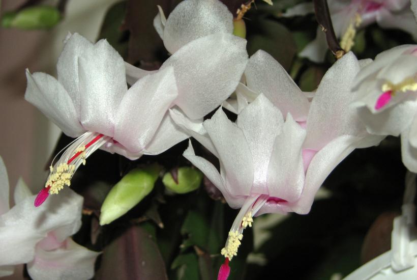 Шлюмбергера