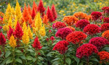 Этот цветок путают с кораллами — он делает клумбу яркой даже на пустом участке