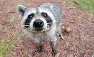 Осторожно: в Москве замечено нашествие енотов