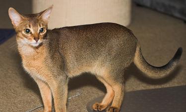 Прыжок выше двух метров и когти, что держат власть: кошки, которых недооценивают