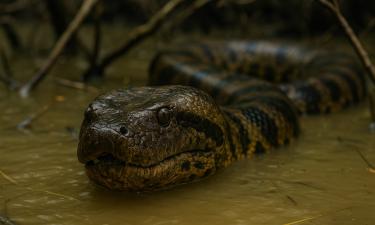 Анаконды не менялись 12 миллионов лет — учёный Альфонсо-Рохас