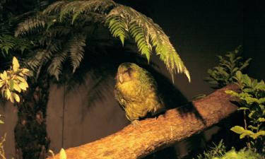 Четыре года тишины закончились: какапо вступили в самый важный сезон за десятилетия