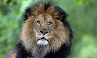 Немецкие учёные выделили десять аспектов сознания у зверей — Naked Science