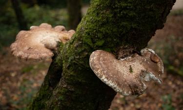Трутовики ускоряют превращение растительных отходов в живой перегной