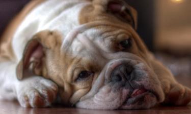 Ветеринар назвал самые проблемные с точки зрения здоровья породы собак