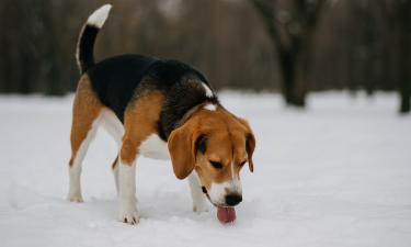 Загрязнённый снег приносит бактерии и паразитов — ветеринар Ева Фонти