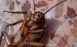 Россияне жалуются на дезинсекторов-мошенников: подкидывают тараканов