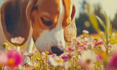 Обоняние собак связано со зрительной корой мозга — доктор Джонсон