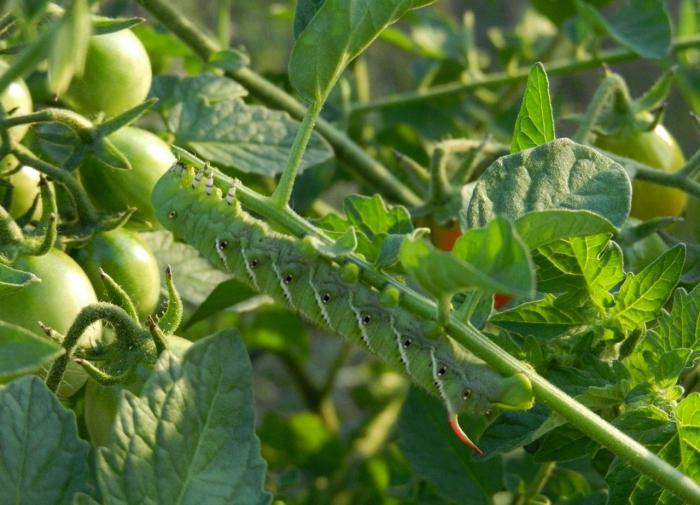 Учёные показали, как растения общаются между собой