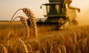 Высокий CO2 увеличивает калорийность культур — учёные