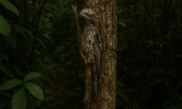 Маскировка под объекты у животных работает лучше слияния с фоном