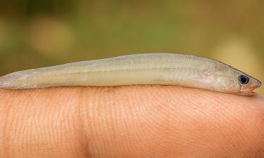 Амазонский кошмар: прозрачный кровопийца с размером с мизинец, которого боятся больше, чем пиранью