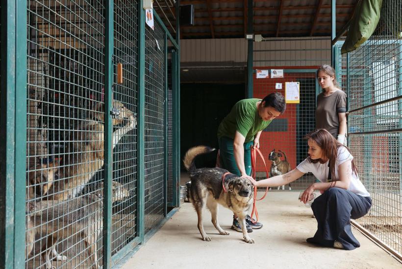 Шум пылесоса и хлопки дверей могут вызывать страх у животных из приюта