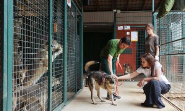Шум пылесоса и хлопки дверей могут вызывать страх у животных из приюта