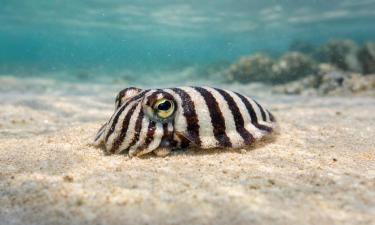 Ядовитая слизь полосатого пижамного кальмара служит защитой от хищников — зоолог