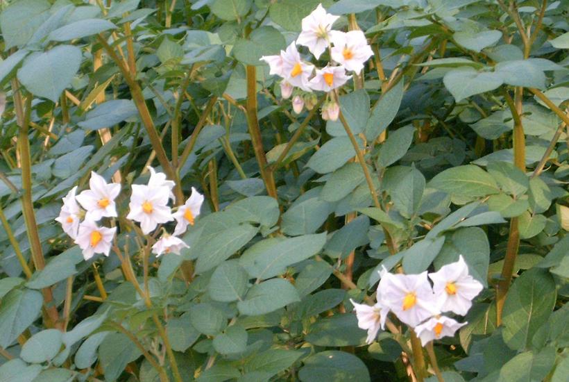 Картофель Картофель