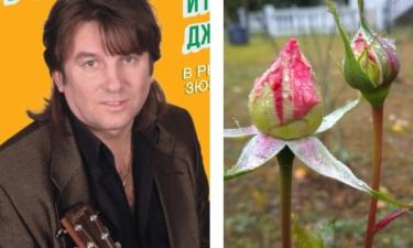 Юрий Лоза показал цветущие в ноябре розы в своём саду